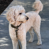 Collar // Chestnut Antq