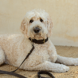 Sumba Lead // Vintage Brown